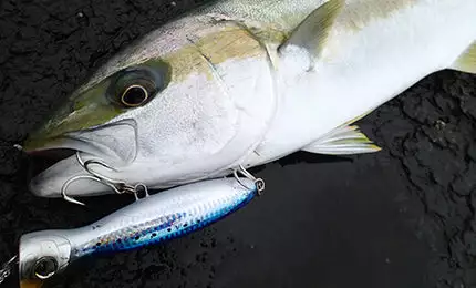 Duel Lure - HARDCORE® BULLET Bull 130mm/160mm 4 Duel Lure - HARDCORE® BULLET Bull 130mm/160mm - Image 4